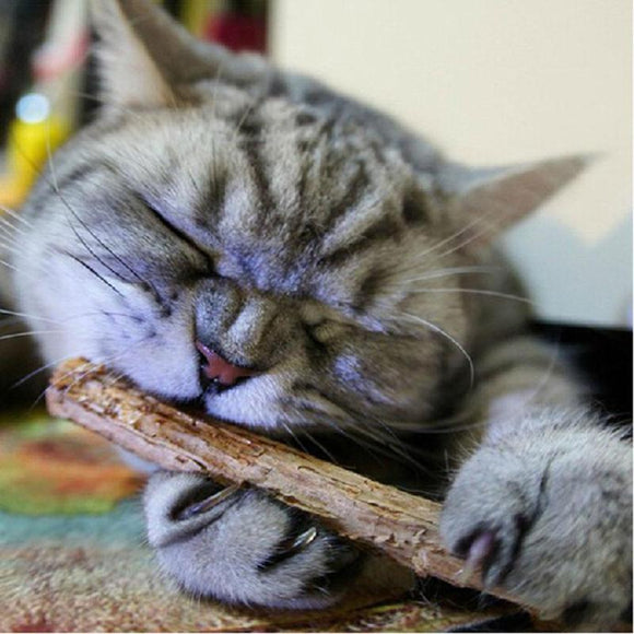Cat Cleaning Teeth Natural Catnip